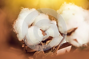 Cotton plant flower in cotton field background with yellow sunset light