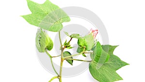 Cotton plant flower fruit leave