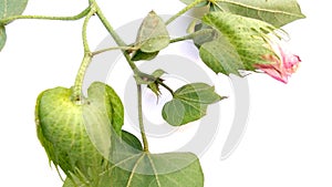 Cotton plant flower fruit stock