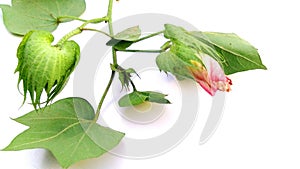 Cotton plant flower fruits