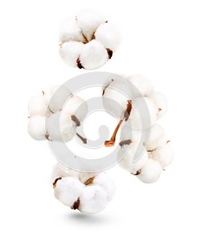 Cotton plant flower isolated