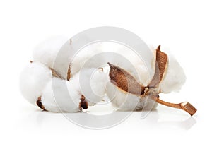 Cotton plant flower isolated