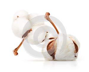 Cotton plant flower isolated