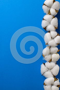 Cotton plant flower isolated on the blue background