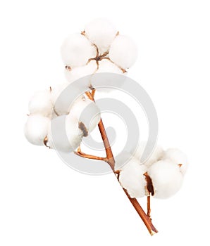 Cotton plant flower isolated photo