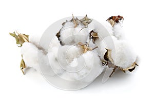 Cotton plant flower isolated on white