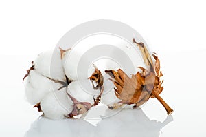 Cotton plant flower isolated on white background