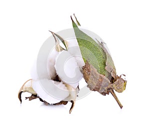 Cotton plant flower isolated on white background