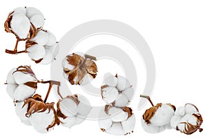 Cotton plant flower isolated on white background with full depth of field. Set or collection. Top view with copy space