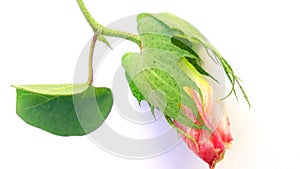 Cotton plant flower leaf close up