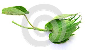 Cotton plant fruit leaf close up