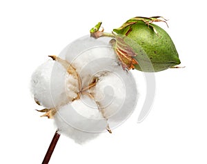 Cotton plant and green cotton boll on white background