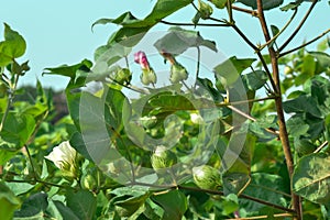 cotton plant and green raw cotton