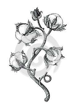 Cotton plant hand drawing vintage engraving style isotale on white background