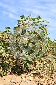 Arizona: Cotton plant at irrigation ditch