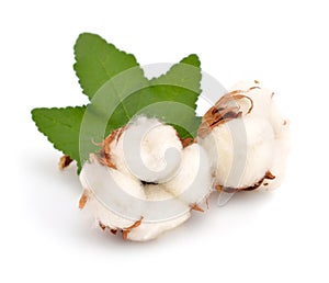 Cotton plant isolated