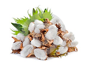Cotton plant isolated on a white background