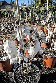 Cotton plant. The most used and healthiest agricultural product.
