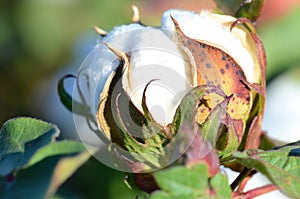 Cotton Plant with a One Boll