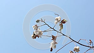 Cotton plant ready to harvest