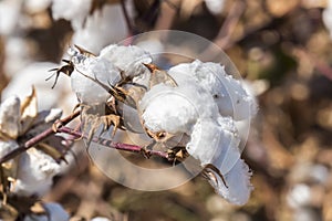 Cotton Plant Ready to Harvest