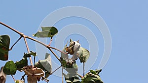 Cotton plant ready to harvest, cotton plants with blue sky background,