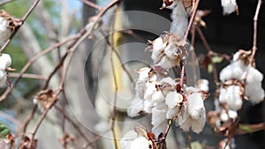 Cotton plant ready to harvest, cotton plants with blue sky background.