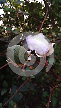 Cotton plant ripe fruits fiber