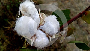 Cotton plant ripe fruits fiber