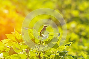 cotton plant on song birds,top view of small song birds