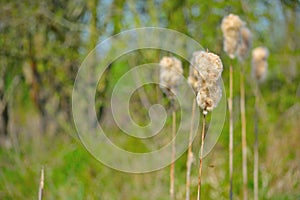 Cotton plant in spring