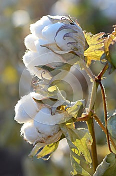 Cotton Plant with a Twin Bolls