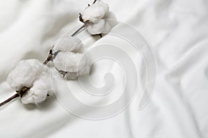 cotton plant on white cotton shirt