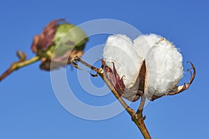Cotton plantation in Puebla de Cazalla, province of Seville. Spain photo