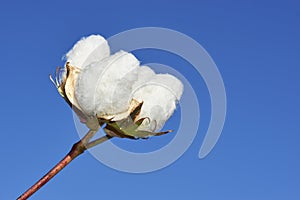 Cotton plantation in Puebla de Cazalla, province of Seville. Spain photo