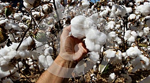 cotton plantation in Bahia