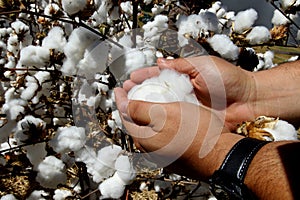 cotton plantation in Bahia