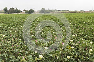 Cotton plantation in flower