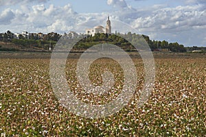 Cotton plantation in Puebla de Cazalla, Seville. Spain photo