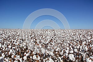 Cotton plantation ready to be harvested.