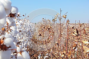 Cotton plantation ready to be harvested.