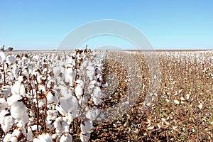 Cotton plantation ready to be harvested.