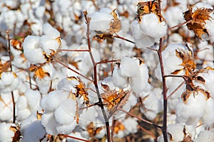 Cotton plantation ready to be harvested.