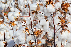 Cotton plantation ready to be harvested. photo