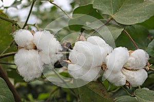 Cotton plants with mature bolls are ready for harvest, organic cotton with green leaves.