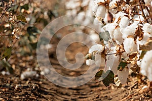 Cotton plants ready to be harvested
