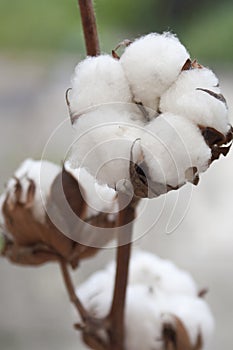 Cotton