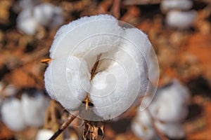 Cotton plume ready to be harvested.