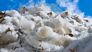 Cotton processing plant produced in large-scale agricultural production fields