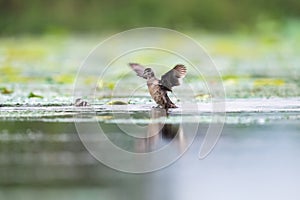 Cotton pygmy goose